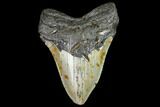Fossil Megalodon Tooth - North Carolina #105014-1